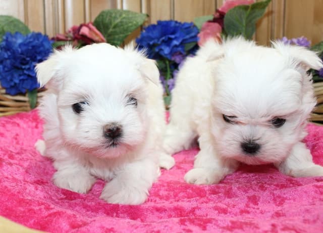 Maltese Puppies - (509)680-0180 - Maltese for Sale in Washington media 2