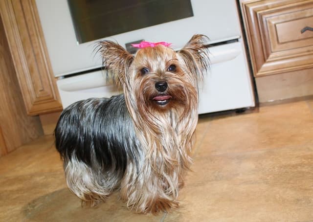 Yorkie Puppies in Washington (509)680-0180 Yorkshire Terriers for sale media 20