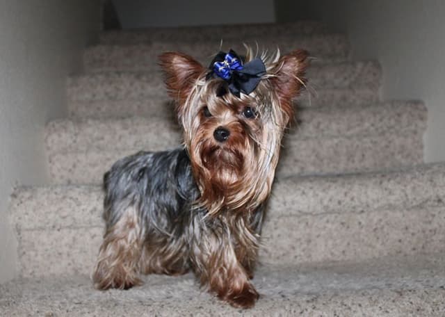 Yorkie Puppies in Washington (509)680-0180 Yorkshire Terriers for sale media 19