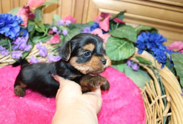 Yorkie Puppies in Washington (509)680-0180 Yorkshire Terriers for sale media 3