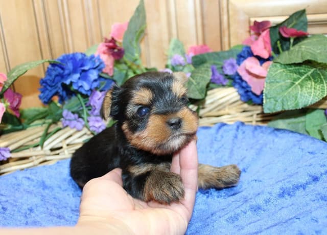 Yorkie Puppies in Washington (509)680-0180 Yorkshire Terriers for sale media 2