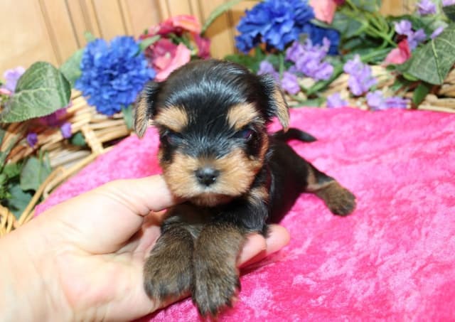 Yorkie Puppies in Washington (509)680-0180 Yorkshire Terriers for sale media 7