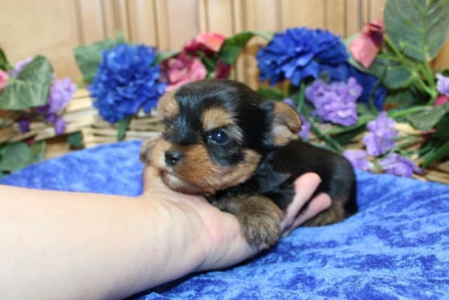 Yorkie Puppies in Washington (509)680-0180 Yorkshire Terriers for sale media 4