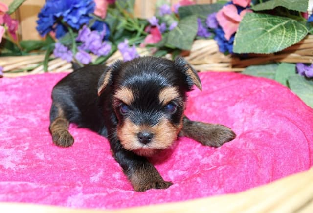 Yorkie Puppies in Washington (509)680-0180 Yorkshire Terriers for sale media 9