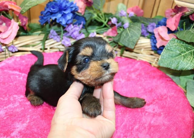 Yorkie Puppies in Washington (509)680-0180 Yorkshire Terriers for sale media 11