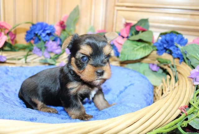 Yorkie Puppies in Washington (509)680-0180 Yorkshire Terriers for sale media 6