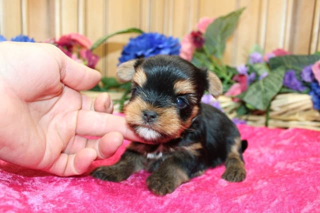 Yorkie Puppies in Washington (509)680-0180 Yorkshire Terriers for sale media 13