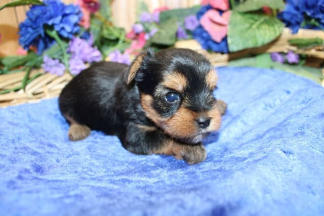 Yorkie Puppies in Washington (509)680-0180 Yorkshire Terriers for sale media 10