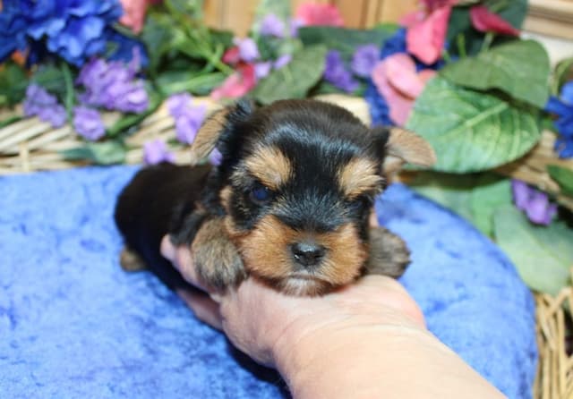 Yorkie Puppies in Washington (509)680-0180 Yorkshire Terriers for sale media 8