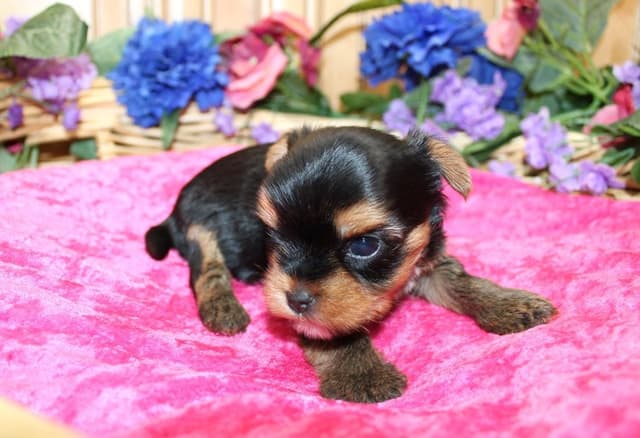 Yorkie Puppies in Washington (509)680-0180 Yorkshire Terriers for sale media 17