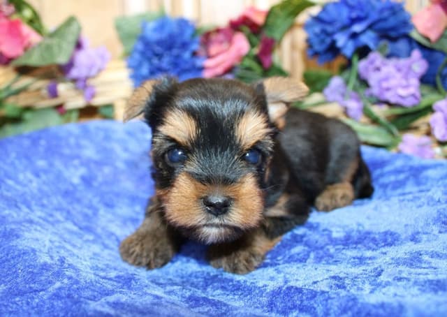 Yorkie Puppies in Washington (509)680-0180 Yorkshire Terriers for sale media 12