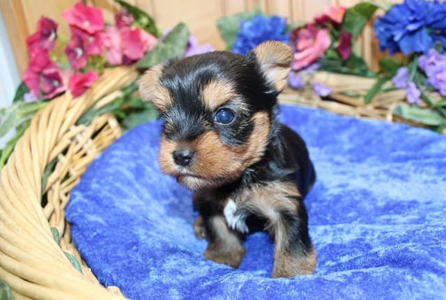 Yorkie Puppies in Washington (509)680-0180 Yorkshire Terriers for sale media 14
