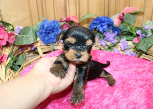Yorkie Puppies in Washington (509)680-0180 Yorkshire Terriers for sale media 18