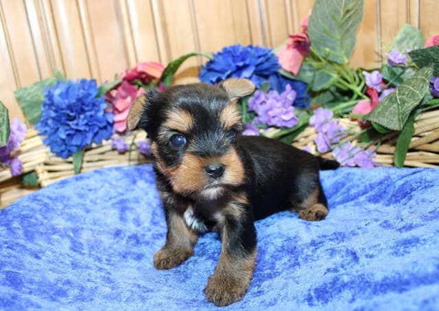 Yorkie Puppies in Washington (509)680-0180 Yorkshire Terriers for sale media 16