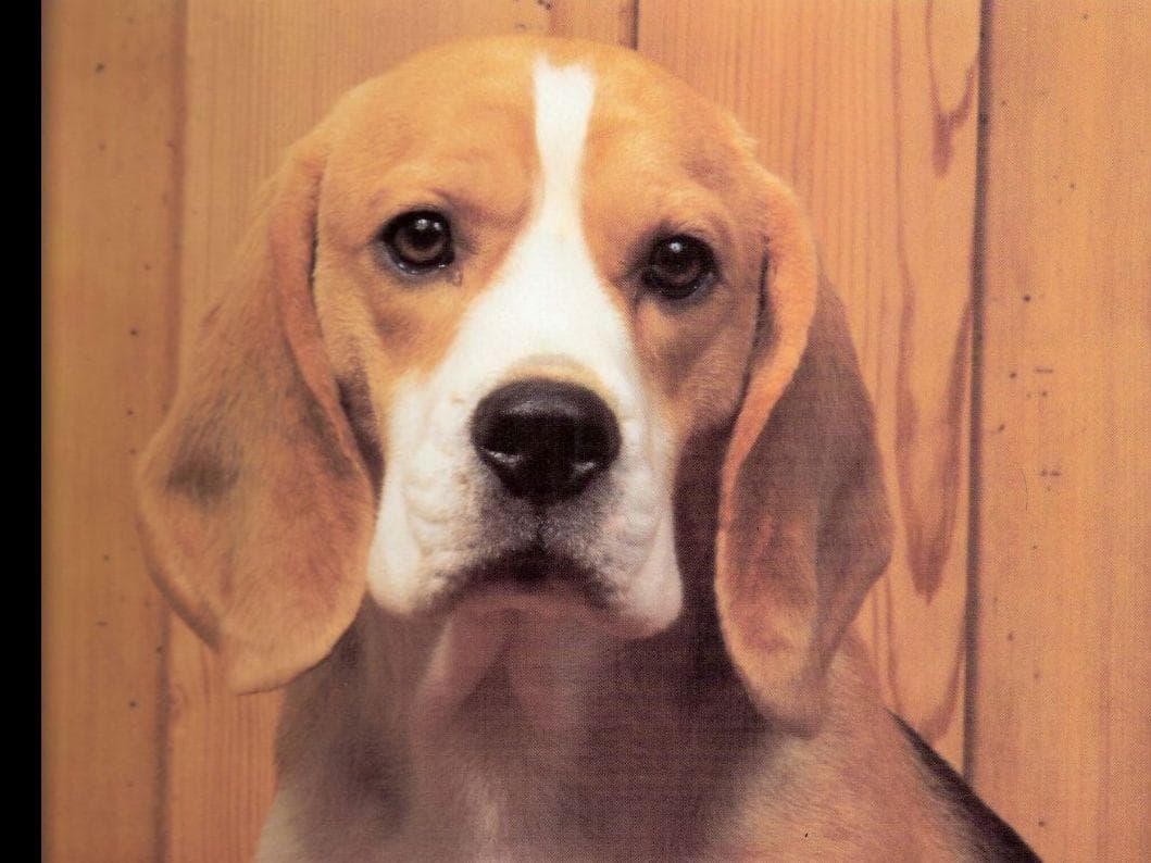 Beowulf Kennel breeder image 4