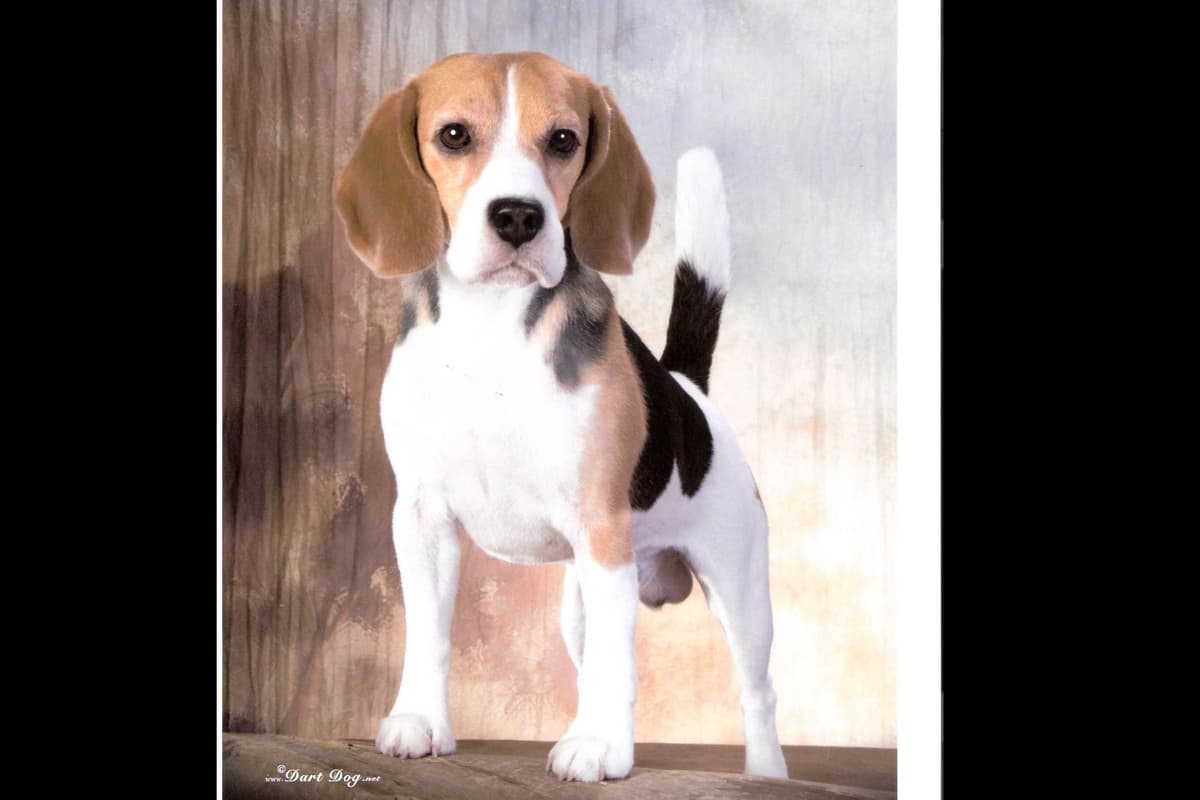 Beowulf Kennel breeder image 2