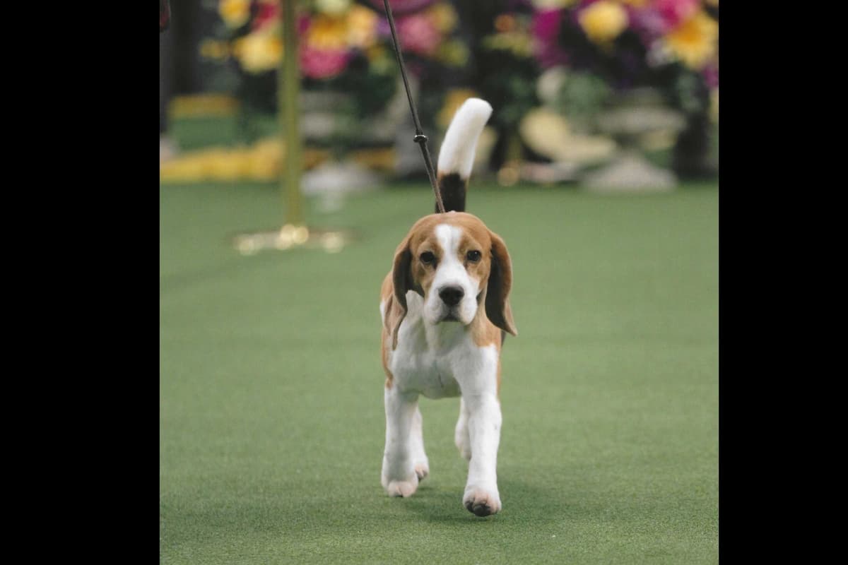 Beowulf Kennel breeder image 1