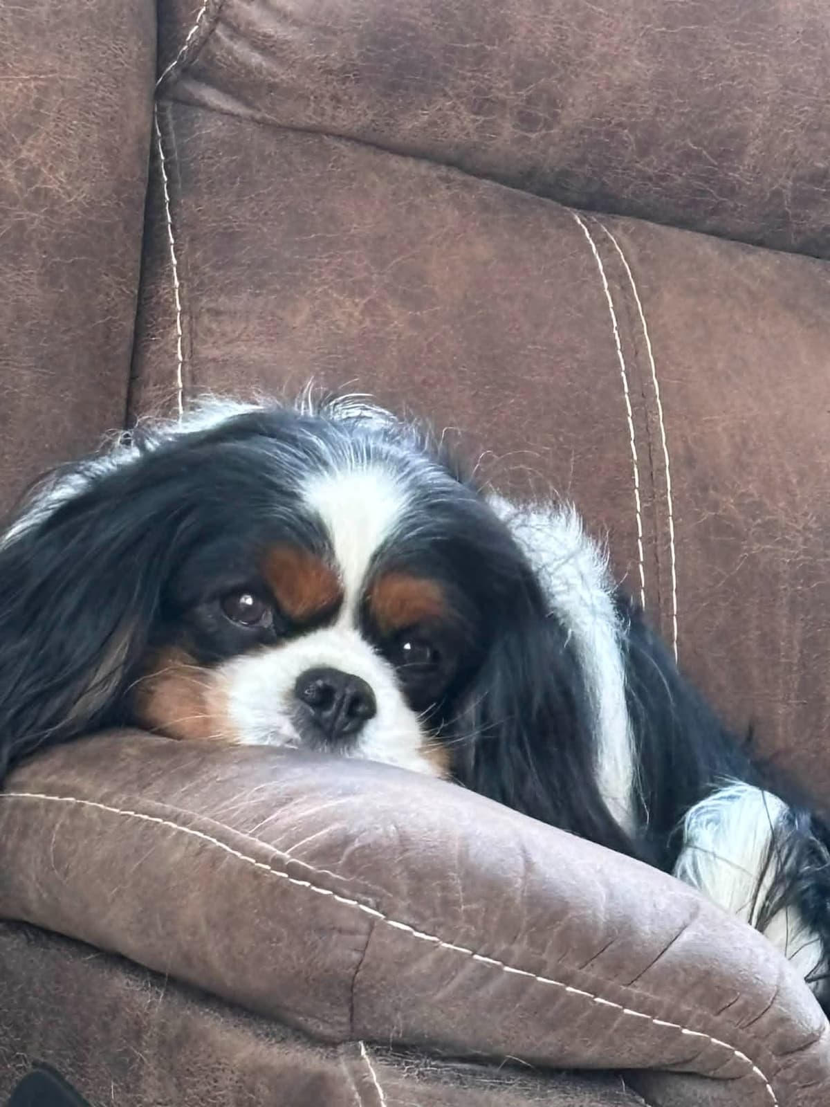 Cavalier King Charles Spaniel Puppies breeder image 1