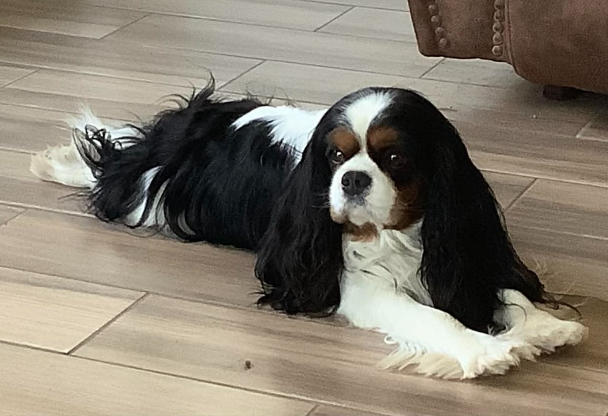 Cavalier King Charles Spaniel Puppies breeder image 2