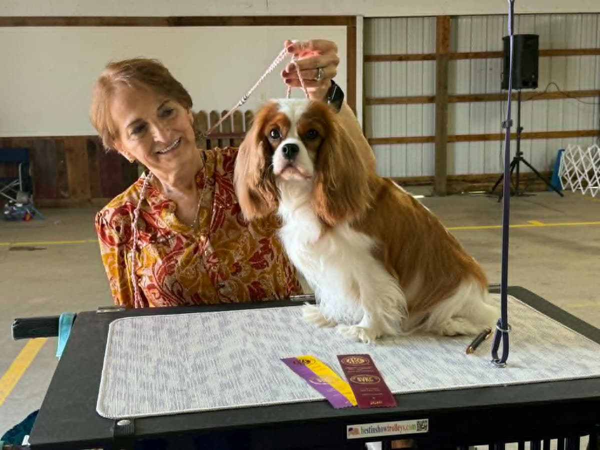 Cavalier King Charles Spaniel Puppies breeder image 3