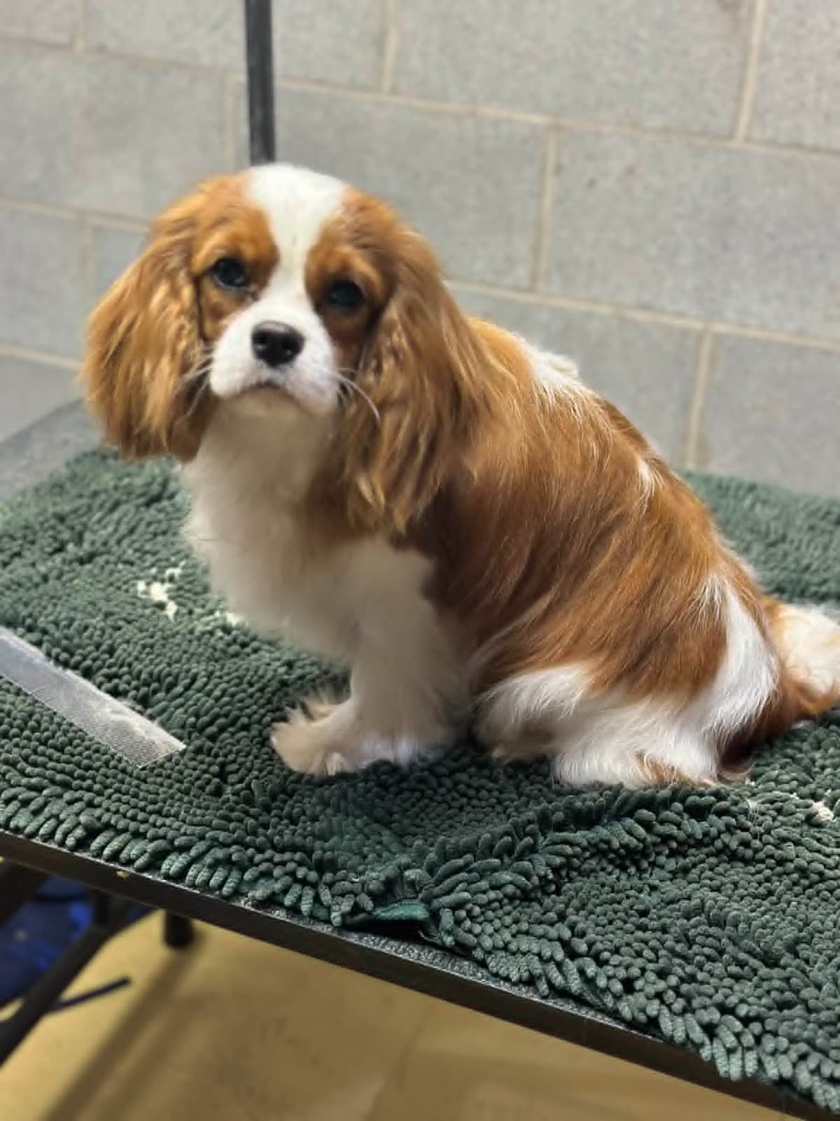 Cavalier King Charles Spaniel Puppies breeder image 4