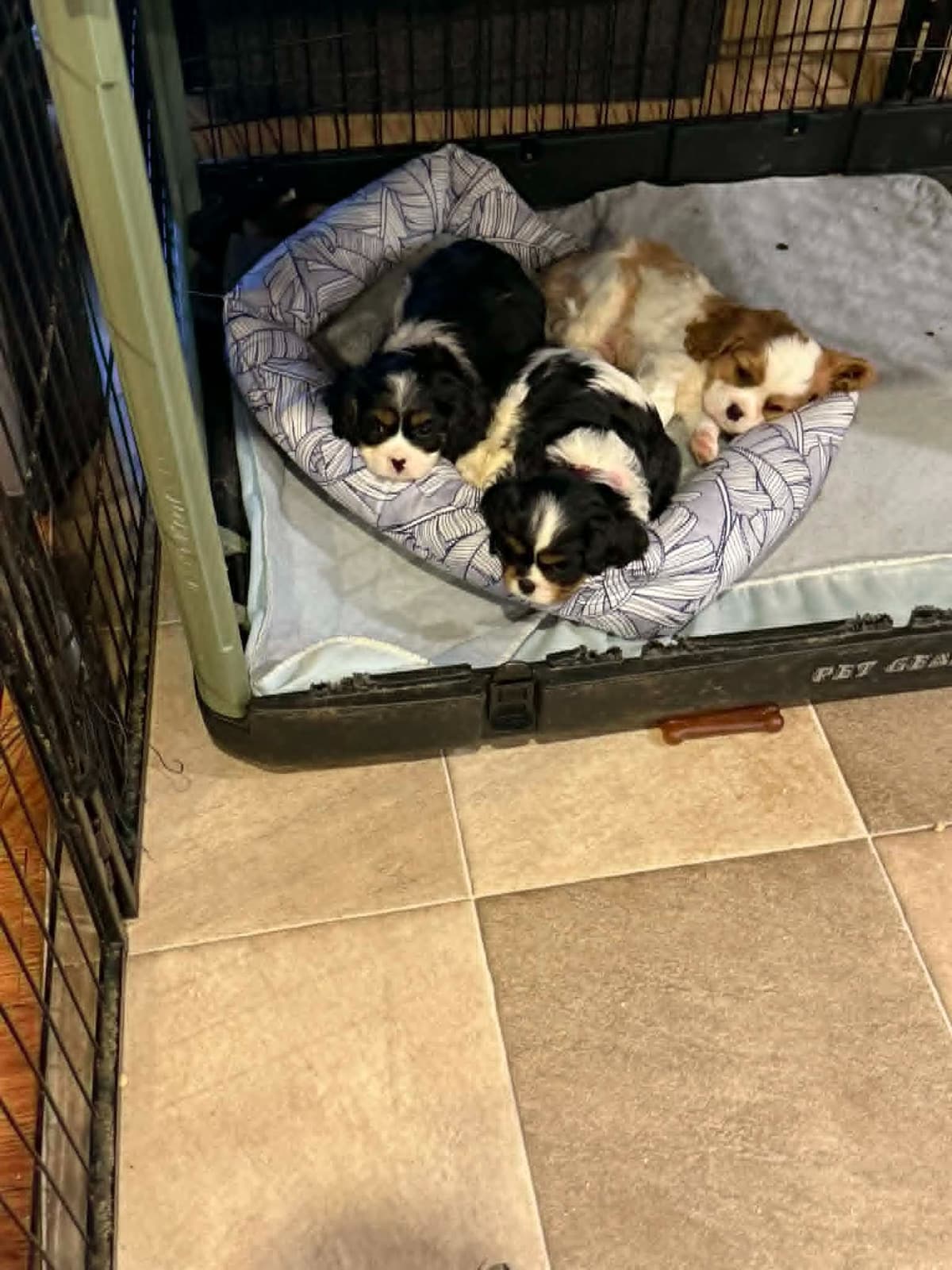 Cavalier King Charles Spaniel Puppies breeder image 5
