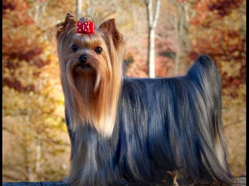Yorkshire Terrier Puppies breeder image 1