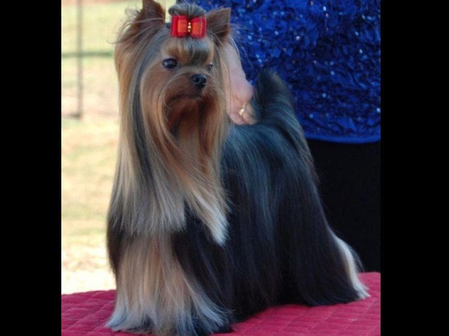 Yorkshire Terrier Puppies breeder image 7