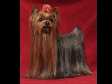 Yorkshire Terrier Puppies breeder image 8