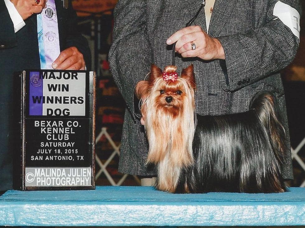 Yorkshire Terrier Puppies breeder image 9