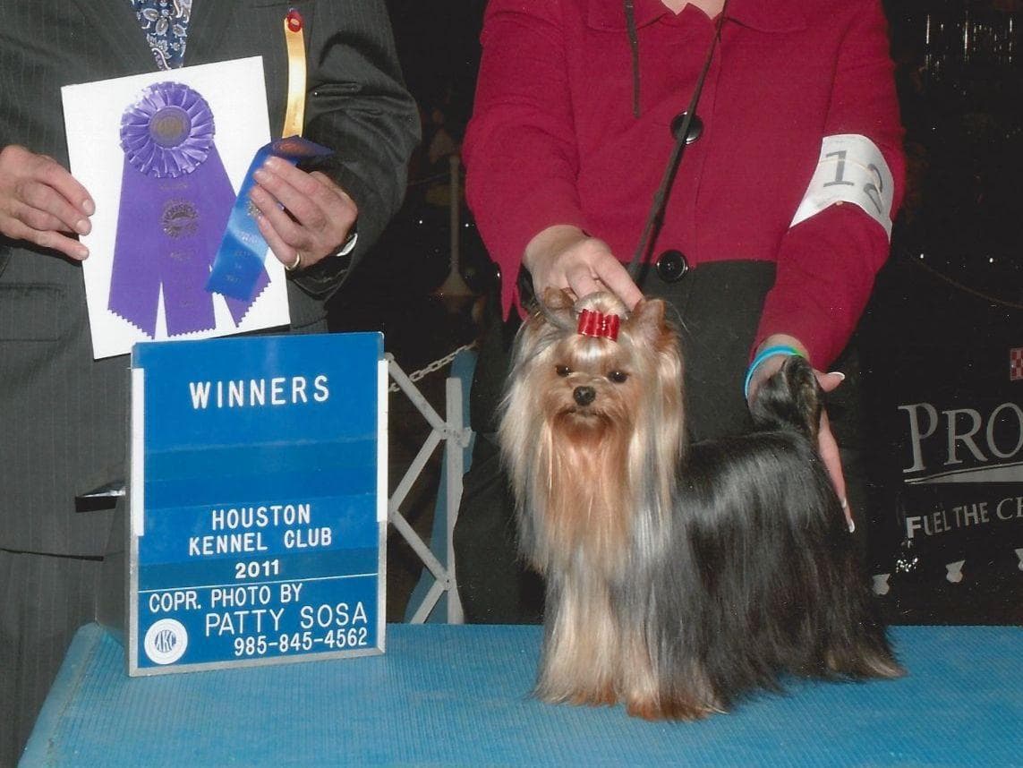 Yorkshire Terrier Puppies breeder image 10