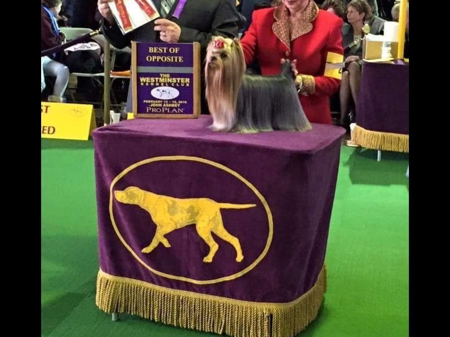 Yorkshire Terrier Puppies breeder image 11