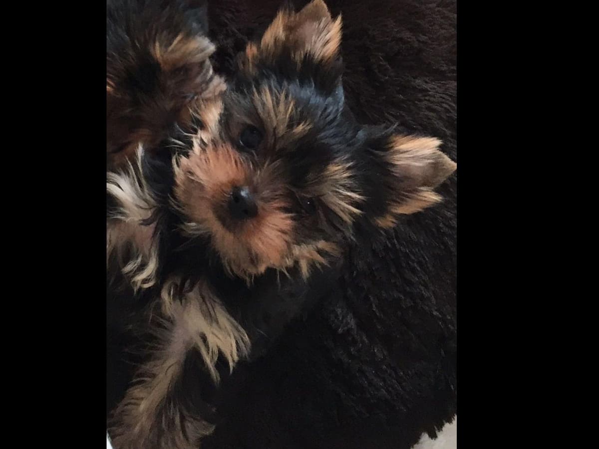 Yorkshire Terrier Puppies breeder image 13