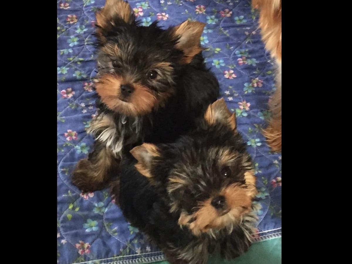 Yorkshire Terrier Puppies breeder image 14
