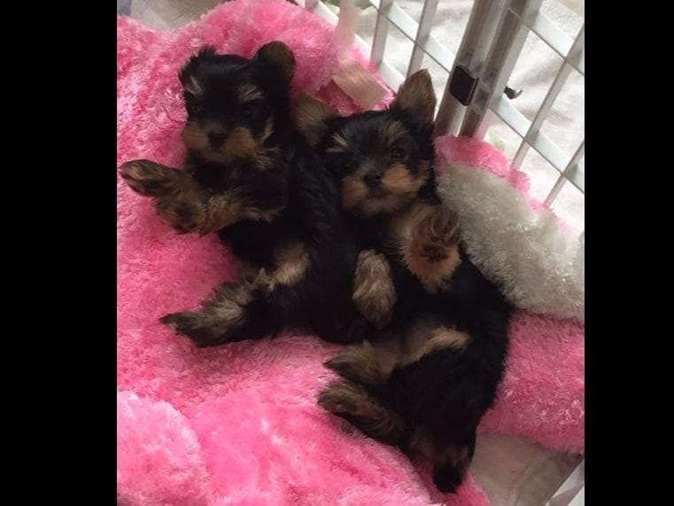 Yorkshire Terrier Puppies breeder image 15
