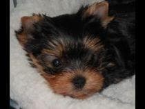 Yorkshire Terrier Puppies breeder image 16