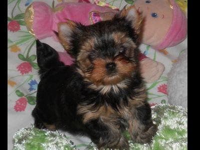 Yorkshire Terrier Puppies breeder image 22