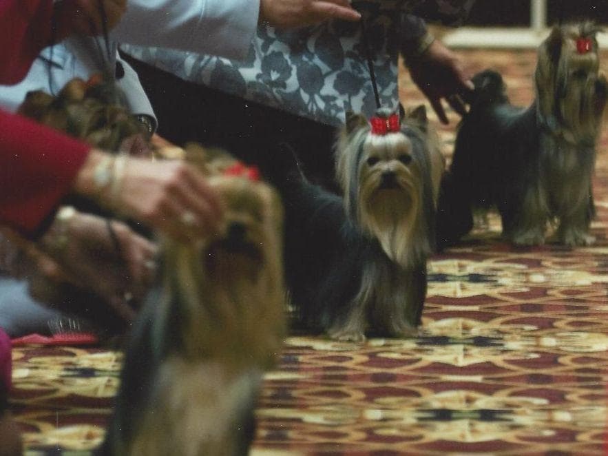 Yorkshire Terrier Puppies breeder image 17