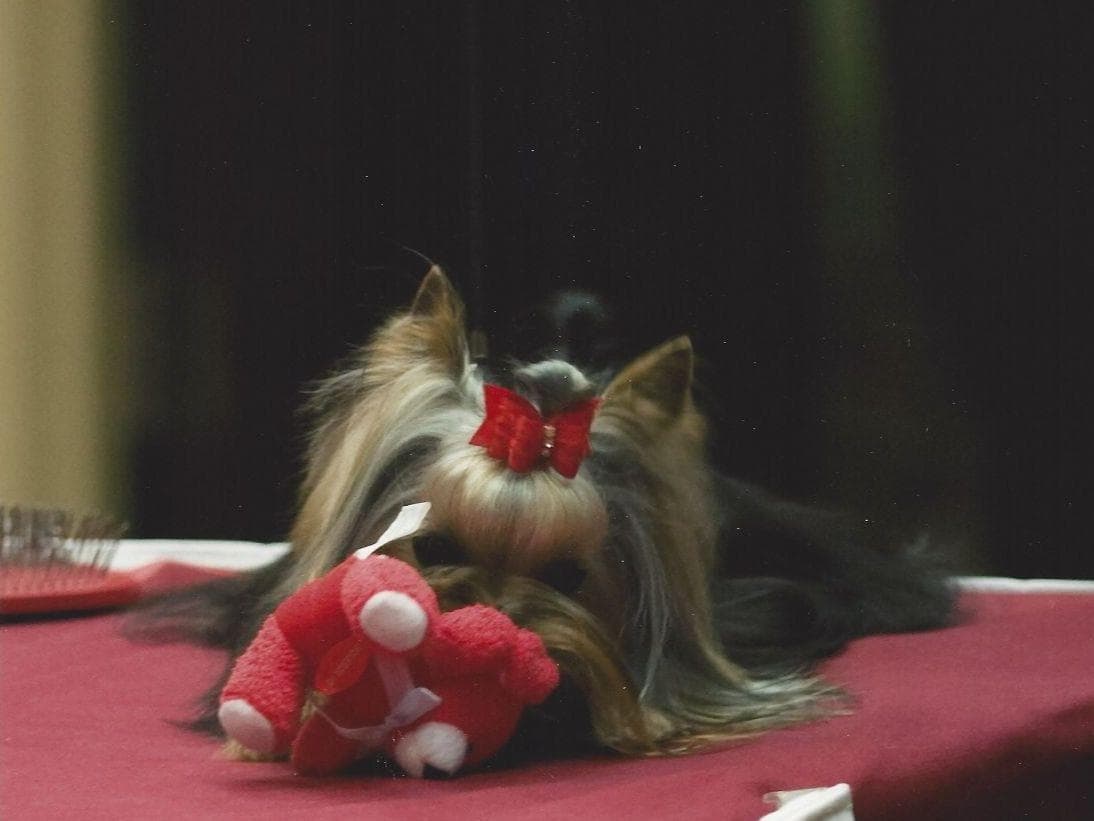 Yorkshire Terrier Puppies breeder image 18