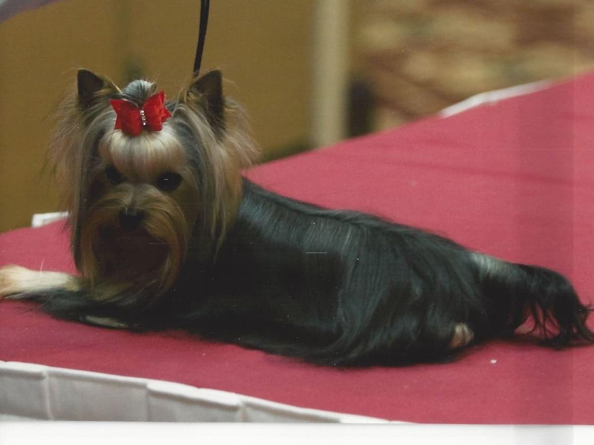 Yorkshire Terrier Puppies breeder image 19