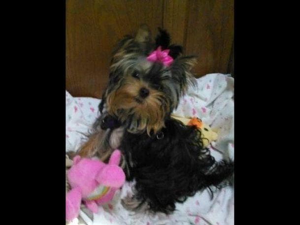 Yorkshire Terrier Puppies breeder image 30