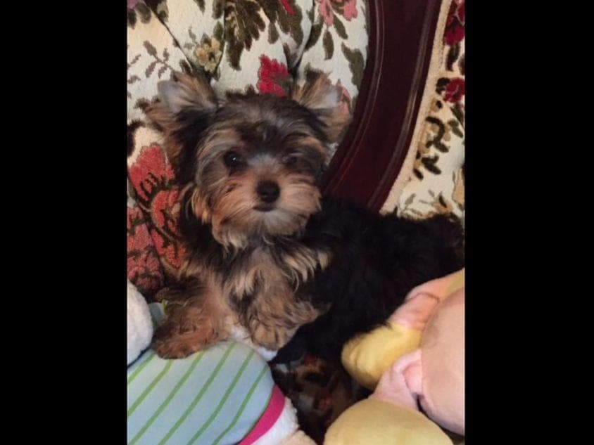 Yorkshire Terrier Puppies breeder image 20