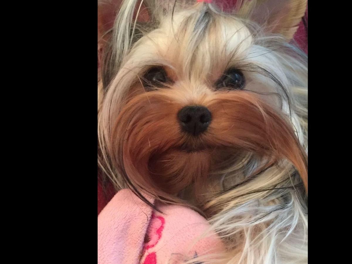 Yorkshire Terrier Puppies breeder image 21
