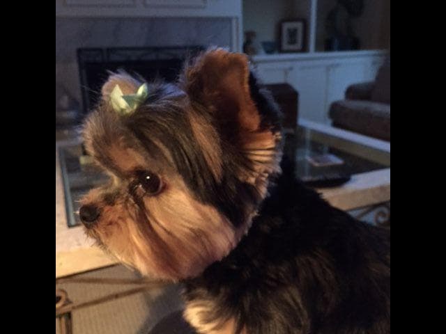Yorkshire Terrier Puppies breeder image 26