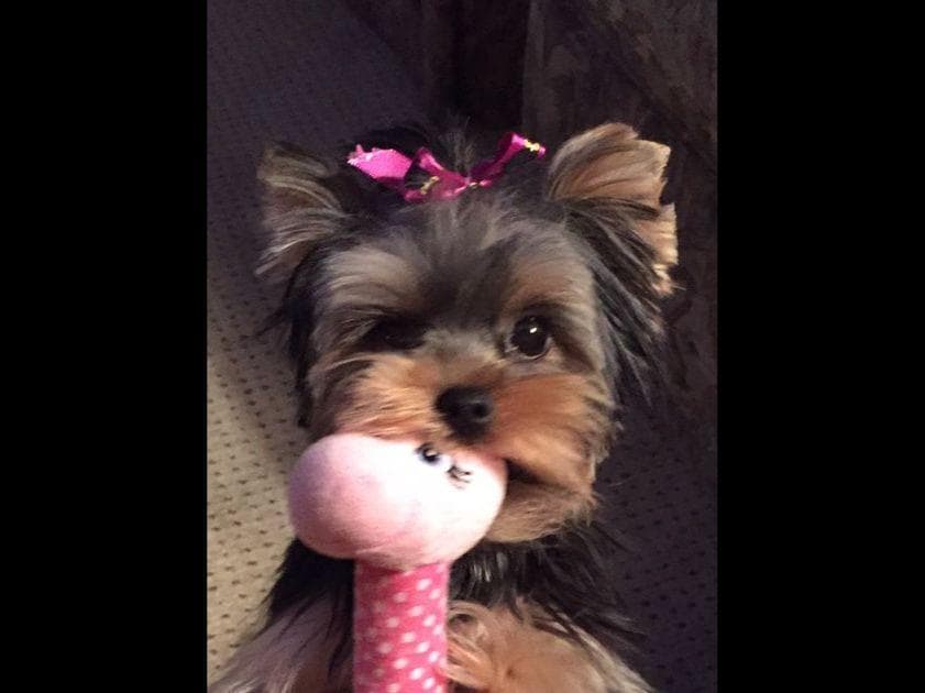 Yorkshire Terrier Puppies breeder image 23