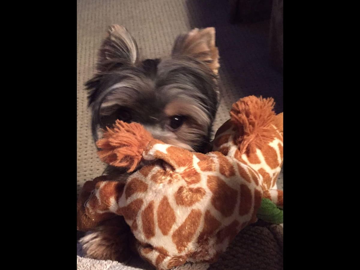 Yorkshire Terrier Puppies breeder image 24