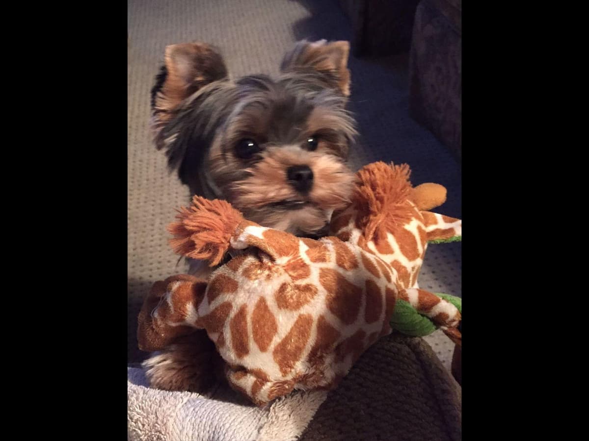 Yorkshire Terrier Puppies breeder image 25
