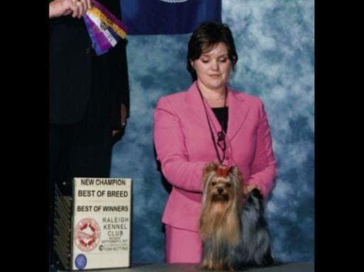 Yorkshire Terrier Puppies breeder image 27