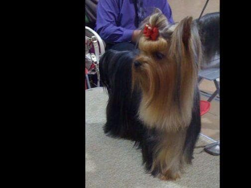 Yorkshire Terrier Puppies breeder image 28