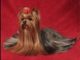 Yorkshire Terrier Puppies breeder image 29